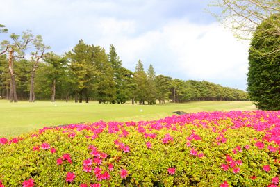 春の景色 フロント娘の こんなの見 つけた